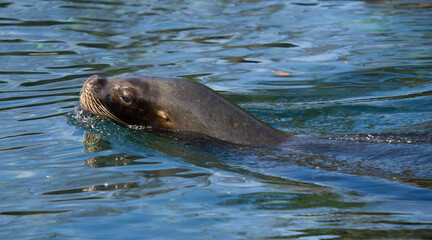 Obraz premium seal swimming in the water