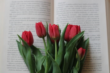 Red tulips lying on a book blooming in spring