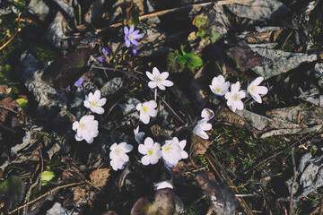 White Hepatica nobilis by Olterudelva River, Toten, Norway, in spring.