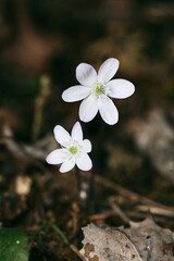 White Hepatica nobilis by Olterudelva River, Toten, Norway, in spring.