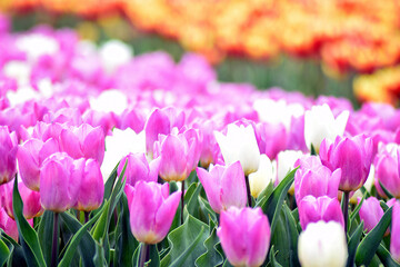 Pink and white tulips
