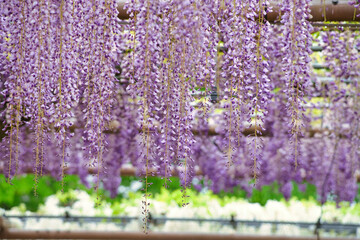 藤の花