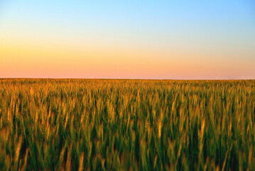 Fototapeta premium young green ears of wheat or rye, background of green ears of cereals with sunset sunlight, plantation of wheat or rye, background of a field of wheat in pink sunset rays, soft focus, selective focu