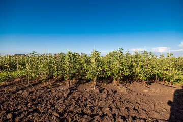 Apple tree seedlings in the nursery on drip irrigation