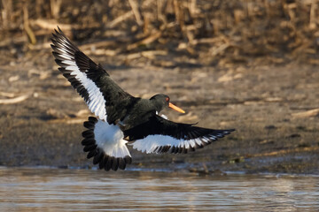 Eurasian oystercatcher (Haematopus ostralegus)