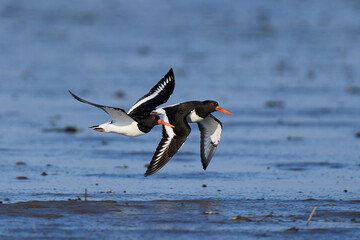 Eurasian oystercatcher (Haematopus ostralegus)