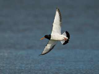 Eurasian oystercatcher (Haematopus ostralegus)