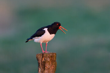 Eurasian oystercatcher (Haematopus ostralegus)