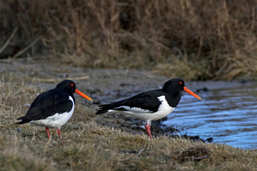 Eurasian oystercatcher (Haematopus ostralegus)