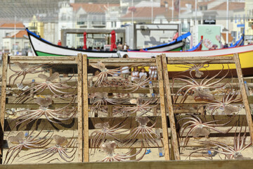 sun-dried octopus on wooden racks on the beach in Nazaré, Portugal
