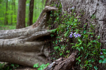 Fallen tree in the forest