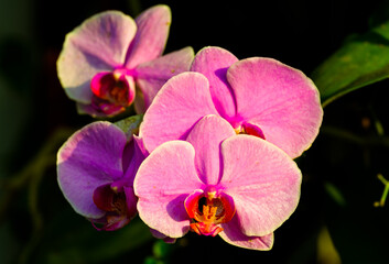 Fototapeta na wymiar Pink tropical blooming orchid plant in spring in a tropical glasshouse. Orchidaceae in bloom.