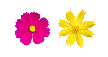 isolated purple and yellow cosmos flower with clipping paths.	