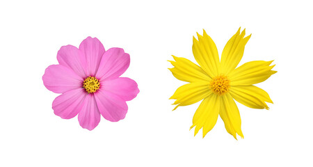 isolated pink and yellow cosmos flower with clipping paths.	