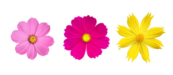 isolated pink, purple and yellow cosmos flower with clipping paths.	