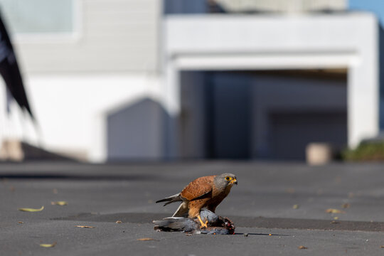 Rock Kestrel eating a pigeon in the middle of the tarmac road.
