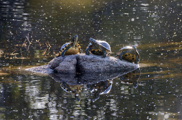 Tartaruga d'acqua dolce, tartaruga dalle orecchie rosse (Trachemys scripta elegans)