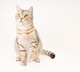 Fototapeta na wymiar Cute cat sit on floor looking outside with beautiful yellow eyes