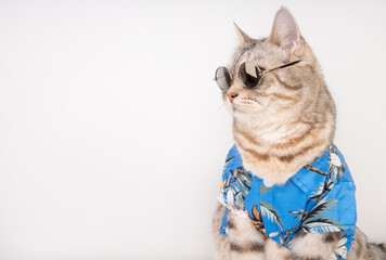 Handsome cat wear sunglasses and blue shirt sit on white floor ready for vacation summer holiday