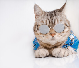 Handsome cat wear sunglasses and blue shirt sit on white background ready for vacation summer holiday