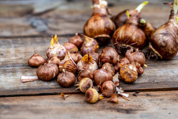 crocus and daffodil bulbs ready for autumn planting