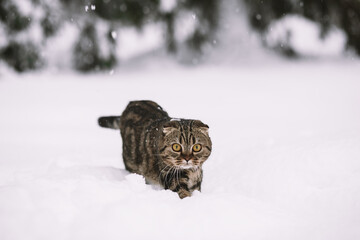 Cat and the snow. Gray cat in winter walks on a snowy field