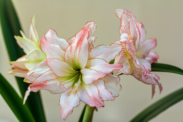 Hippeastrum Amaryllis Aphrodite double flowering close up 