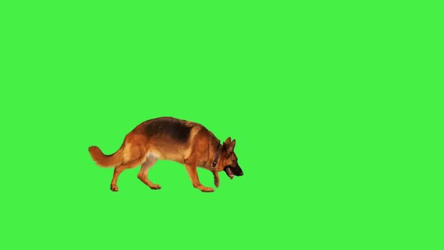 German shepherd dog walking in and lying down on a Green Screen, Chroma Key.