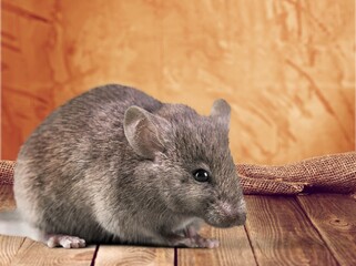 Wild little dark rat (Rattus rattus) outdoors on a wooden deck