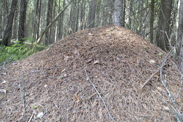 Anthill in the Forest