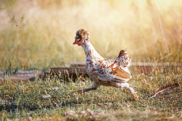 A white-brown hen with a big tuft runs fast on the dry grass in sunny summer day.