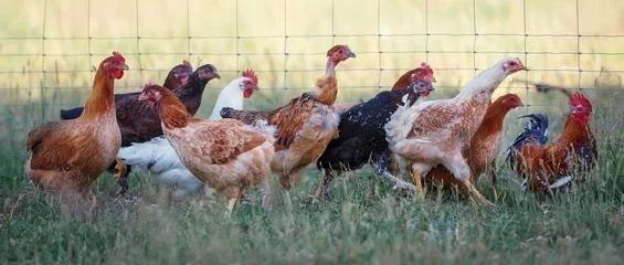 Fotobehang Chickens in a grass in the village against sun photos. A free range chicken hens walking in a garden. © Linas T