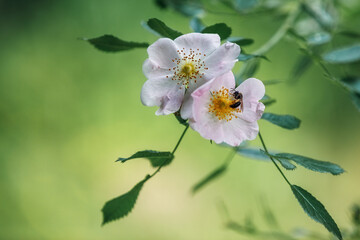 Pink rose hip flowers petals green leaves and background, bee collect pollen on it. Postcard, there...