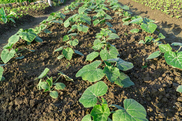 Pumpkin seedlings growing in vegetable fields