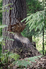 A tree bitten by beavers. Vertical photo.