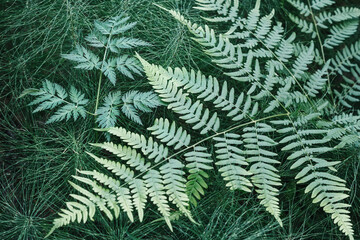 Close-Up Of green Fern Leaves in natural horsetail herb background
