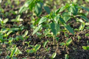 Pepper seedlings growing in vegetable fields