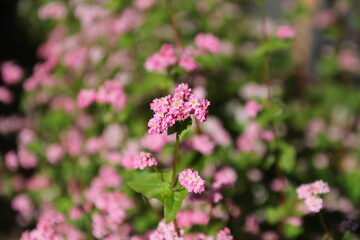 Fototapeta premium 蕎麦の花