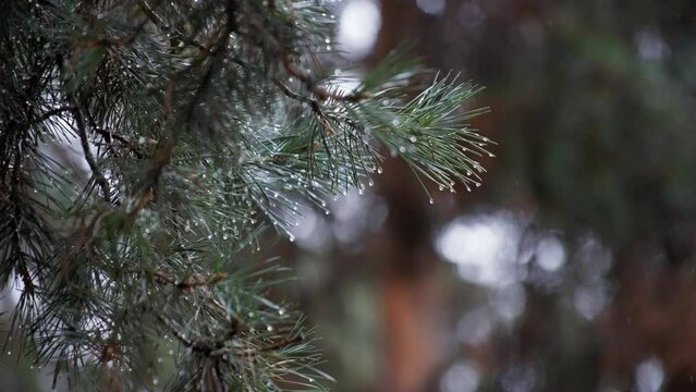 Melting snow falling from the pine tree branches in winter. Winter natural background. Slow motion, close up. 