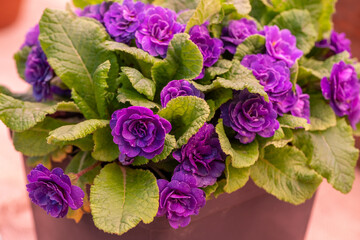 Primula Belarina Amethyst blooms in the spring 