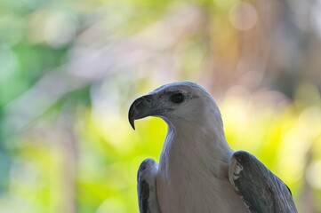 Close up of white eagle in the green background