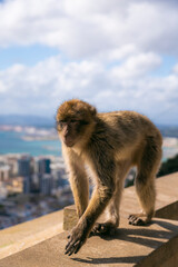 Gibraltar UK monkeys 