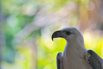 Close up of white eagle in the green background