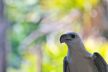Close up of white eagle in the green background