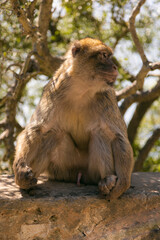 Gibraltar UK monkeys 