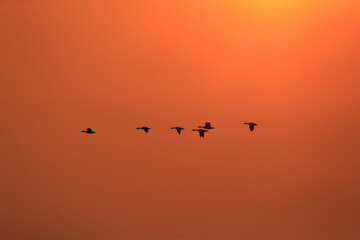 flock of birds