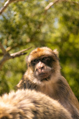 Gibraltar UK monkeys 