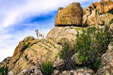 Mascota vigilando sobre un risco en La Pedriza. Manzanares el Real.