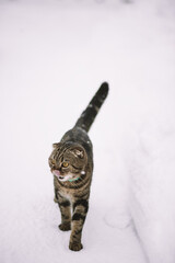 Cat and the snow. Gray cat in winter walks on a snowy field