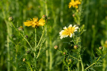 Chrysanthemum growing in vegetable field